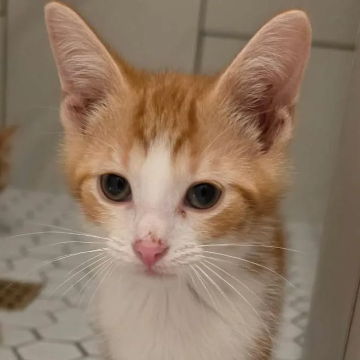 A baby small-sized male Orange & White Domestic Short Hair cat named Liam for adoption in Chicago, IL