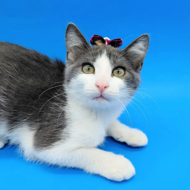 A baby medium-sized female Gray & White Domestic Short Hair cat named Aldi for adoption in Springfield, MO