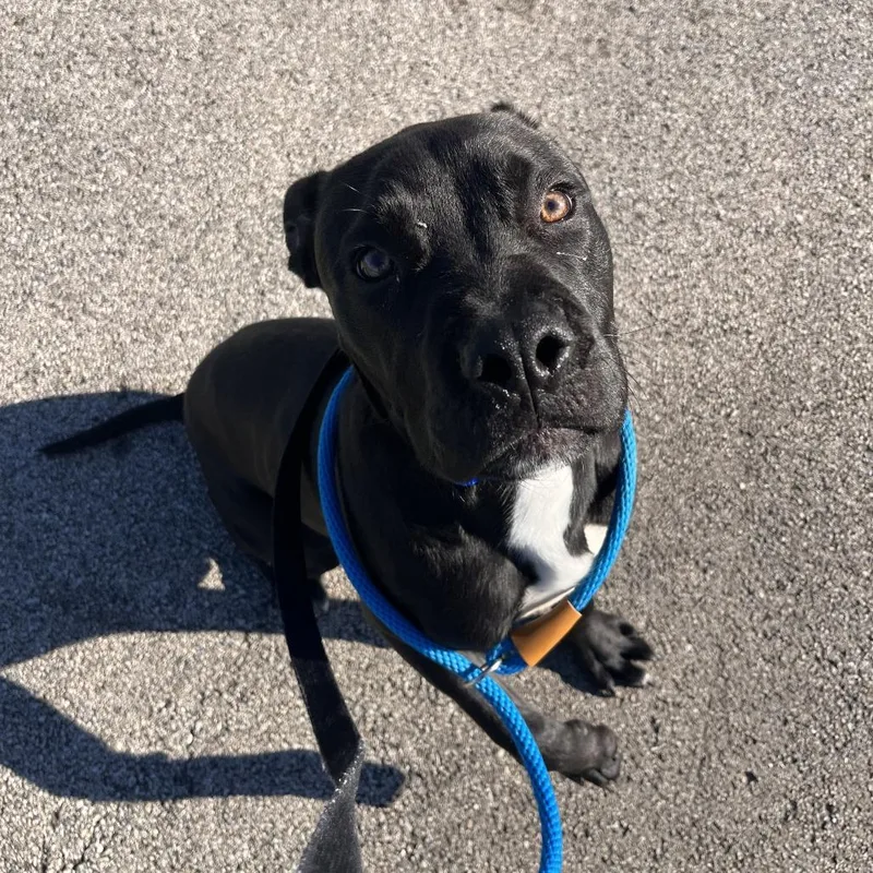 A young medium-sized male Black Pit Bull Terrier dog named Webster for adoption in Matteson, IL