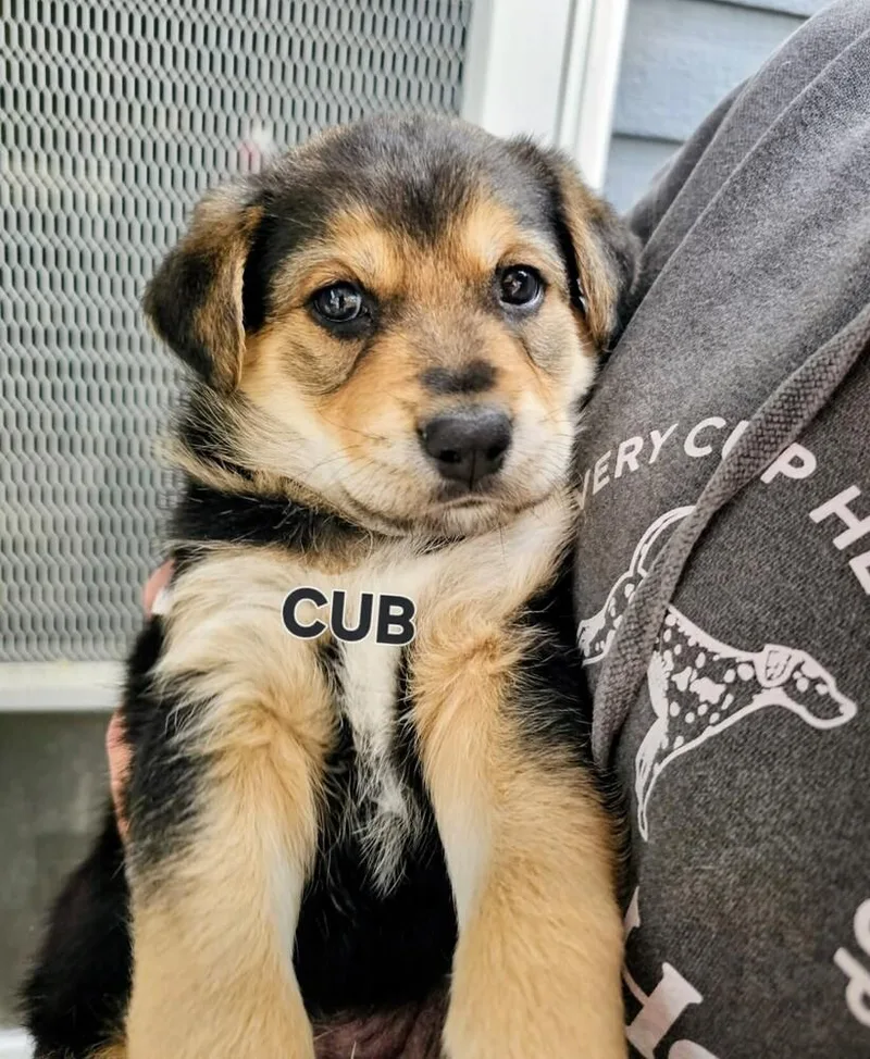 A baby medium-sized male Brown / Chocolate Shepherd dog named Cub for adoption in Evergreen, CO