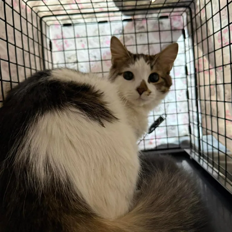 An adult medium-sized female White Domestic Short Hair cat named Crowzy for adoption in Philadelphia, PA