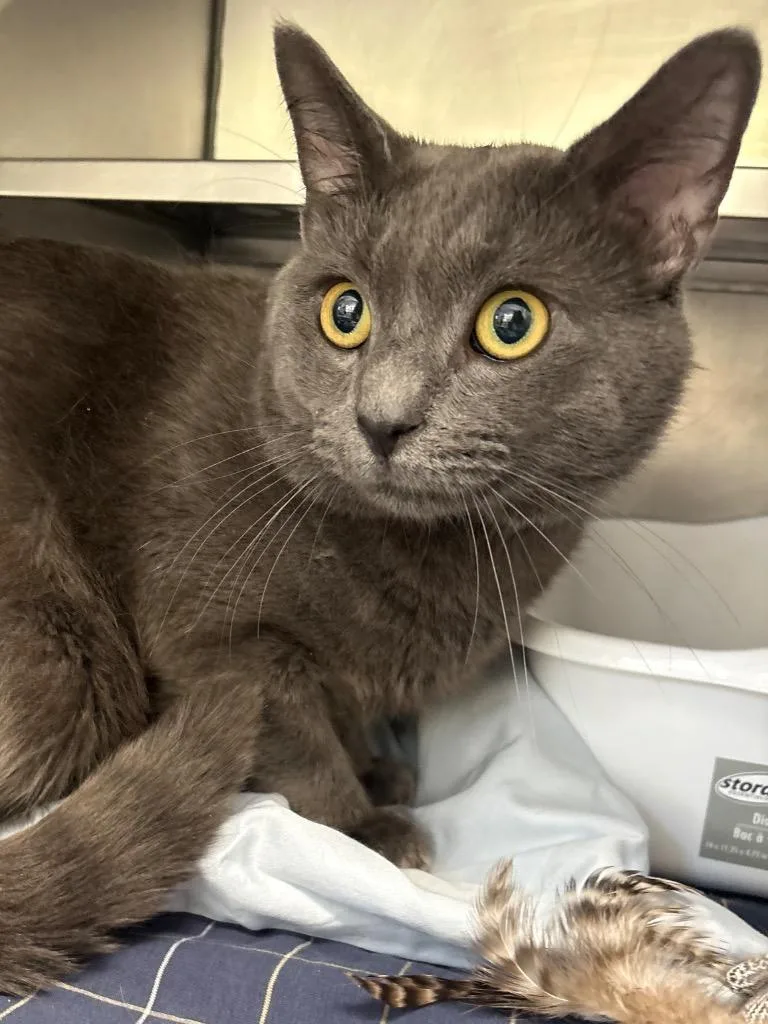 A young medium-sized male Domestic Short Hair cat named Luna Tuna for adoption in Pomona, NY