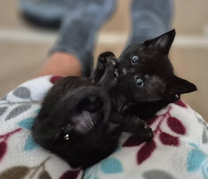 A baby medium-sized male Domestic Short Hair cat named Bowie for adoption in Decorah, IA
