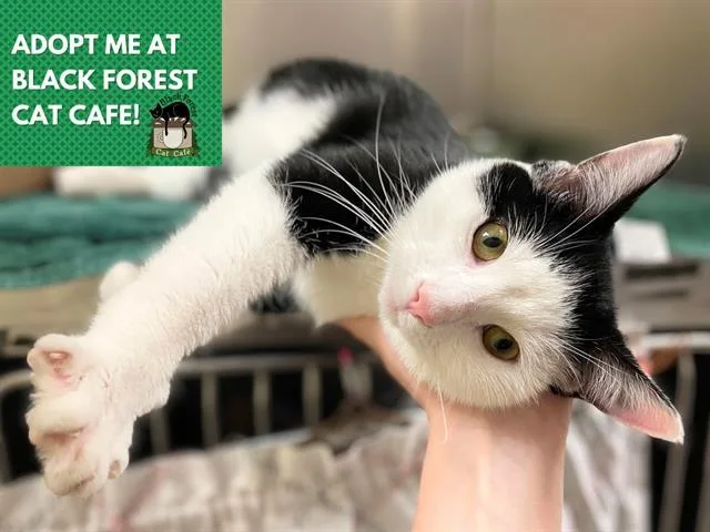 A young medium-sized male Domestic Short Hair cat named Snuggs for adoption in Fort Wayne, IN