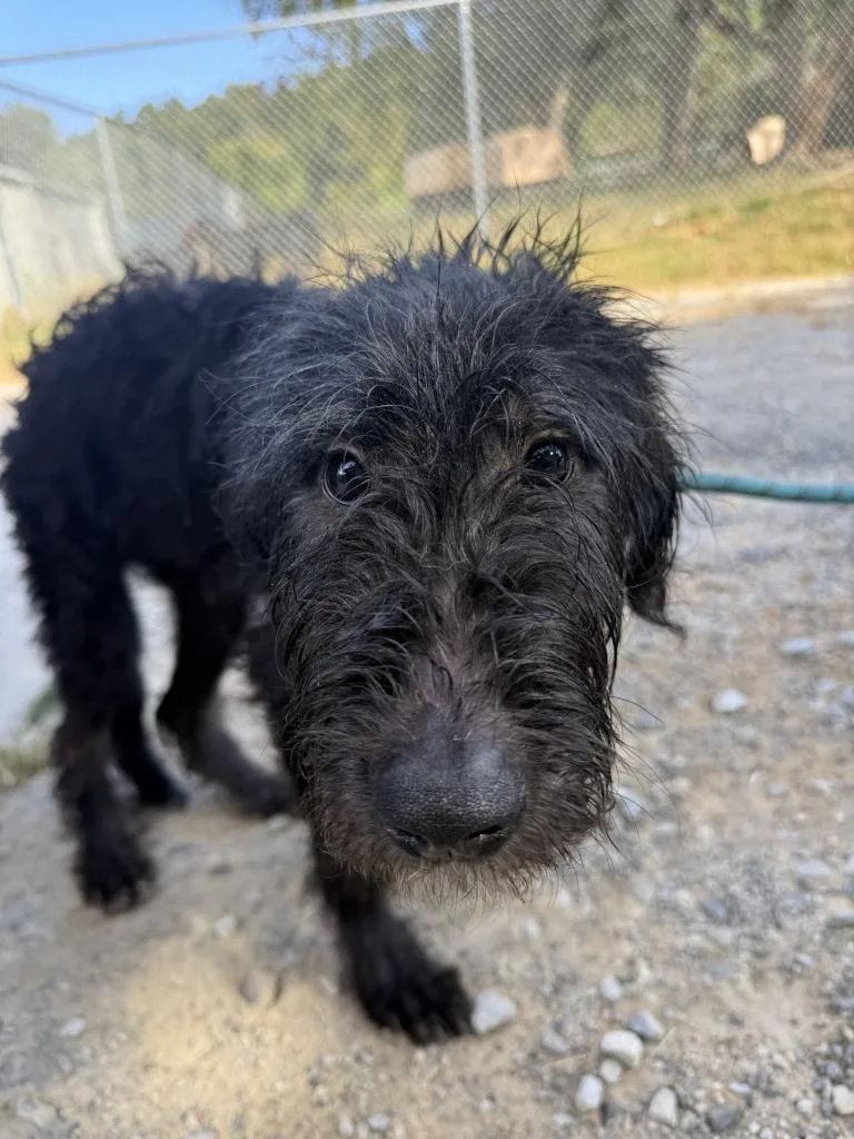 A baby small-sized male Mixed Breed dog named Inky for adoption in Lawrenceburg, TN