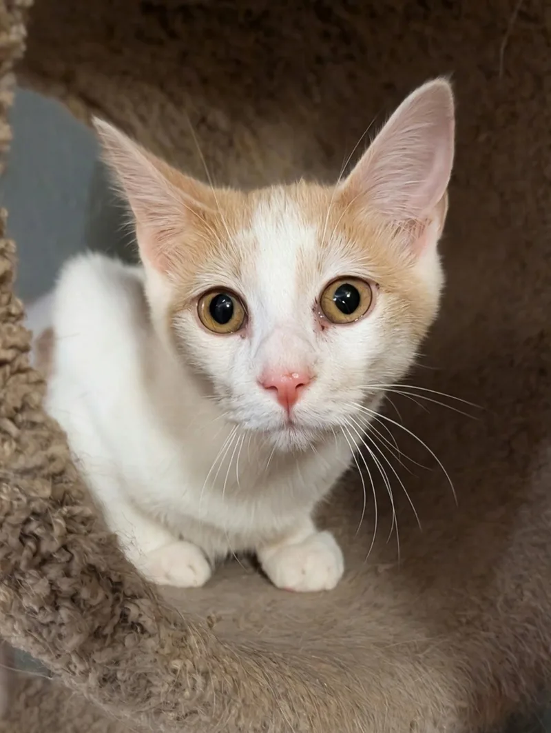 A young medium-sized male Domestic Short Hair cat named Dale for adoption in Phoenix, AZ