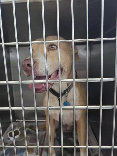 An adult large-sized female Pit Bull Terrier dog named Daisy for adoption in San Antonio, TX