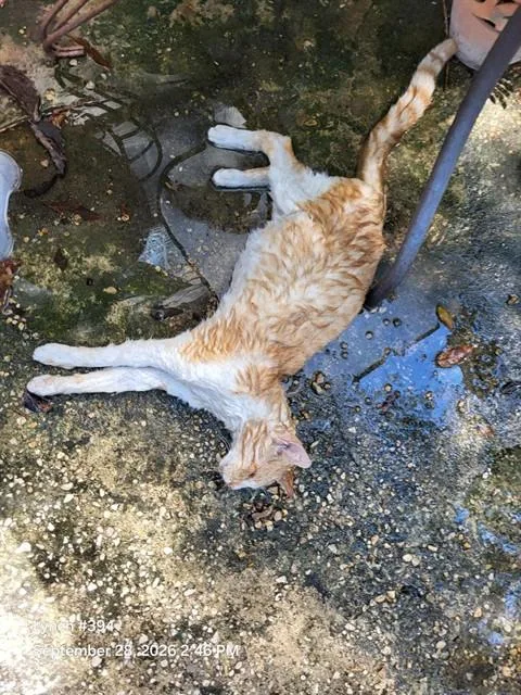 A young medium-sized male Domestic Short Hair cat named Valor Del Tigre for adoption in San Antonio, TX