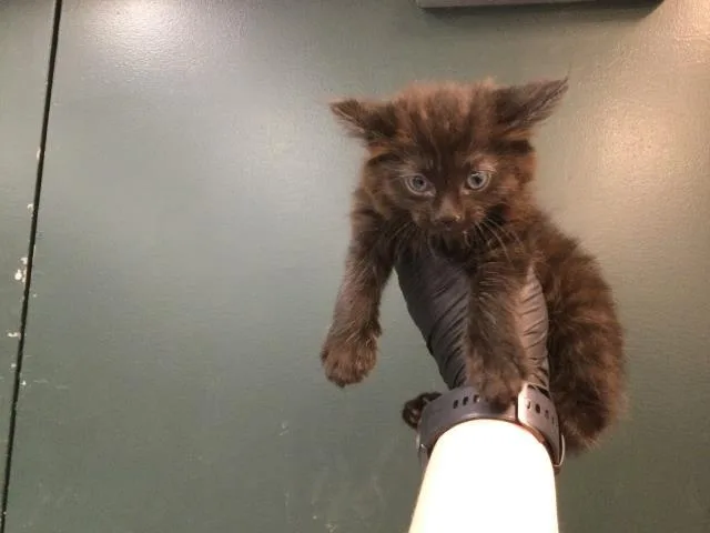 A baby small-sized female Domestic Medium Hair cat named Jet for adoption in Thousand Palms, CA