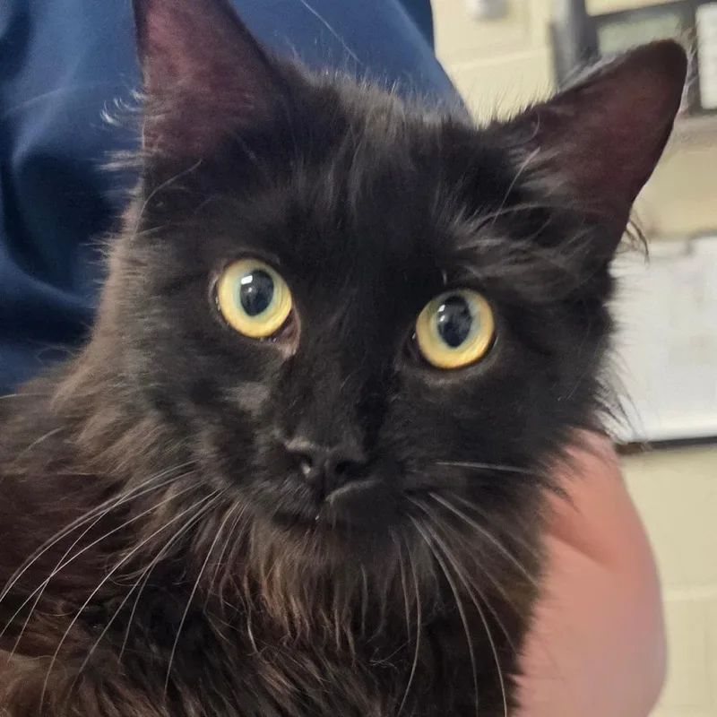 A young medium-sized female Black Domestic Medium Hair cat named Katara for adoption in Council Bluffs, IA