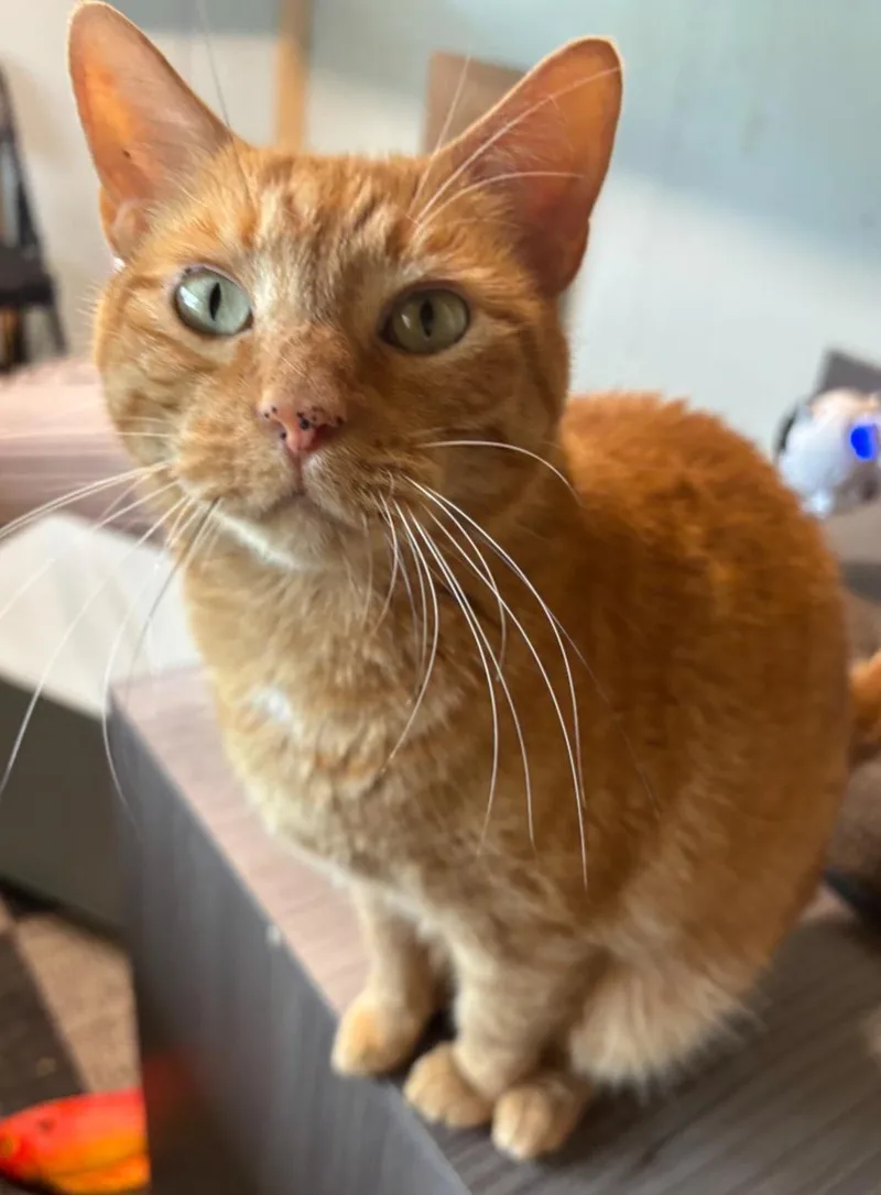 An adult medium-sized female Domestic Short Hair cat named Twilight for adoption in Centerville, GA