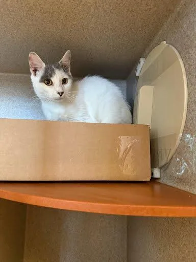An adult medium-sized male Domestic Short Hair cat named Jersey for adoption in Washington, DC