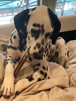 A baby medium-sized female Tricolor (Brown, Black, & White) Dalmatian dog named June for adoption in Dallas, TX