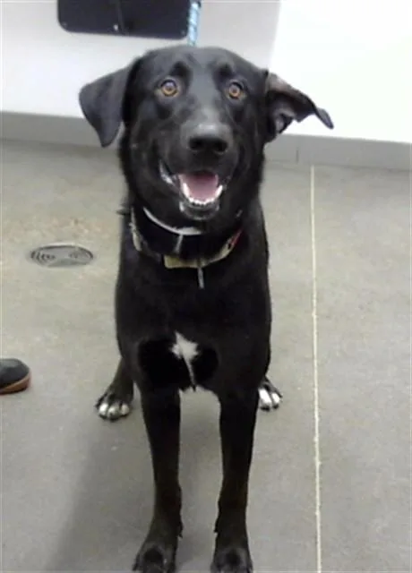 A young large-sized male German Shepherd Dog dog named Boxer for adoption in Mesa, AZ