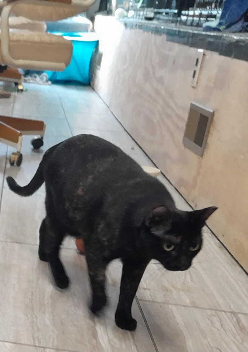 An adult medium-sized female Domestic Short Hair cat named Anubus for adoption in Brighton, MI