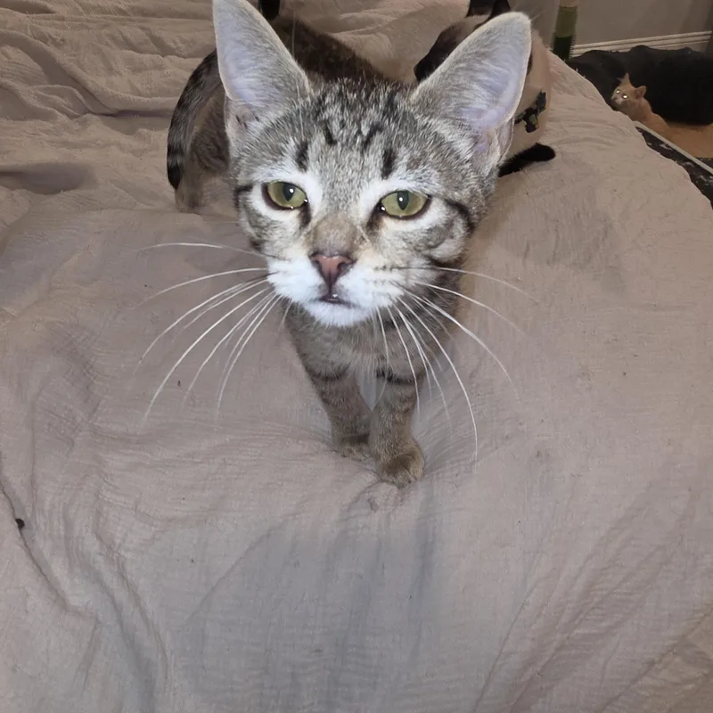 A baby small-sized female Tabby (Gray / Blue / Silver) Domestic Short Hair cat named Sasha for adoption in Lawrenceville, GA