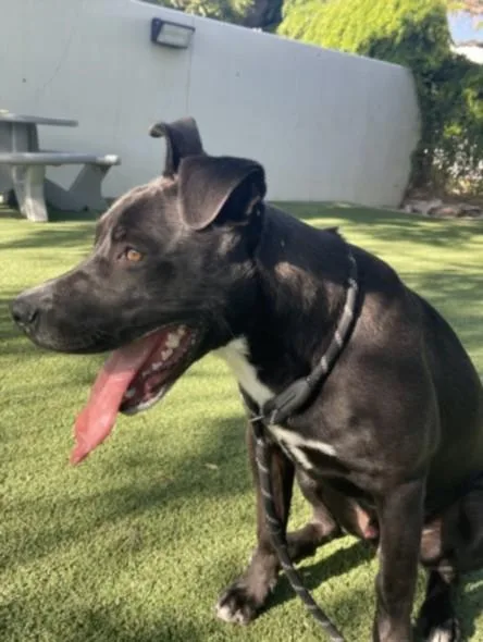 A young medium-sized male Labrador Retriever dog named Kai for adoption in Chatsworth, CA