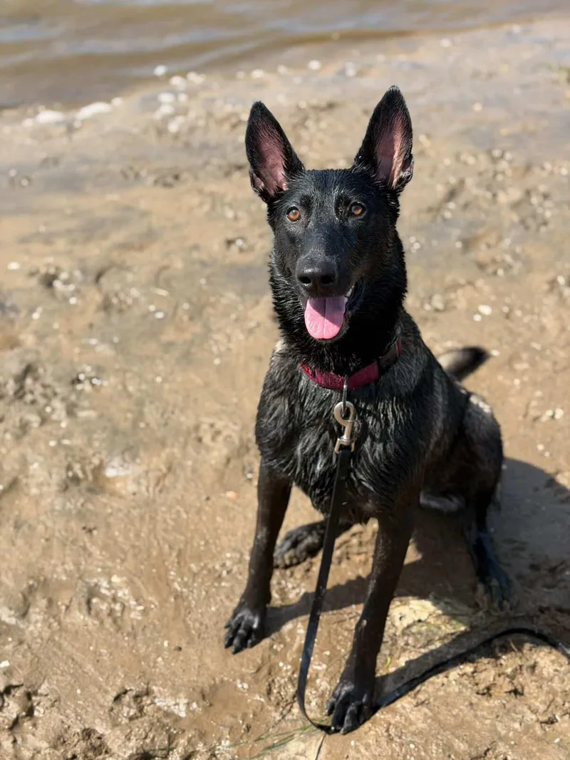 An adult large-sized female Belgian Shepherd / Malinois dog named Thalia for adoption in San Diego, CA