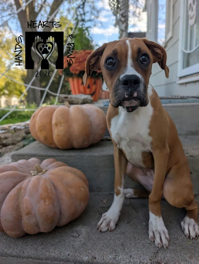 A baby medium-sized female Boxer dog named Werewolf for adoption in Omaha, NE
