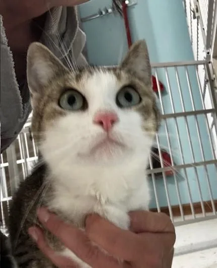 An adult medium-sized female Tabby (Gray / Blue / Silver) Domestic Short Hair cat named Minnie for adoption in Hutchinson, MN