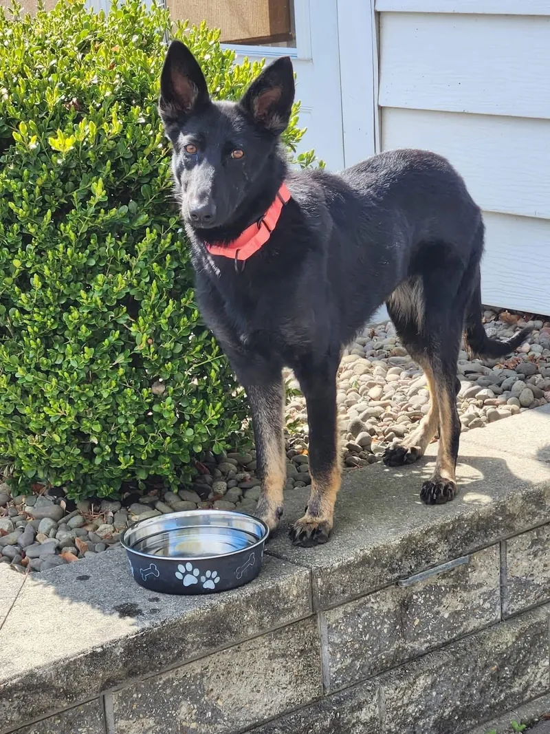 A baby medium-sized female Bicolor German Shepherd Dog dog named Mable for adoption in Highland, NY
