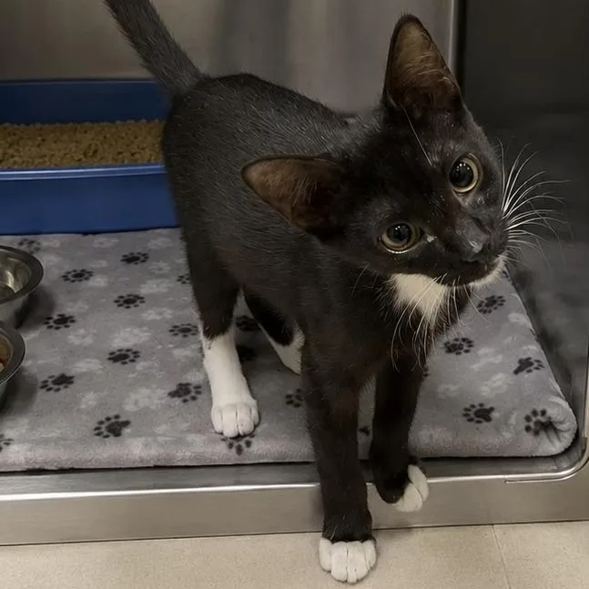 A baby small-sized female Black Domestic Short Hair cat named Mrs. Meowski for adoption in Austin, TX