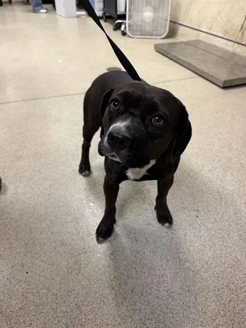 A young medium-sized female Pit Bull Terrier dog named Strawberry for adoption in Riverside, CA