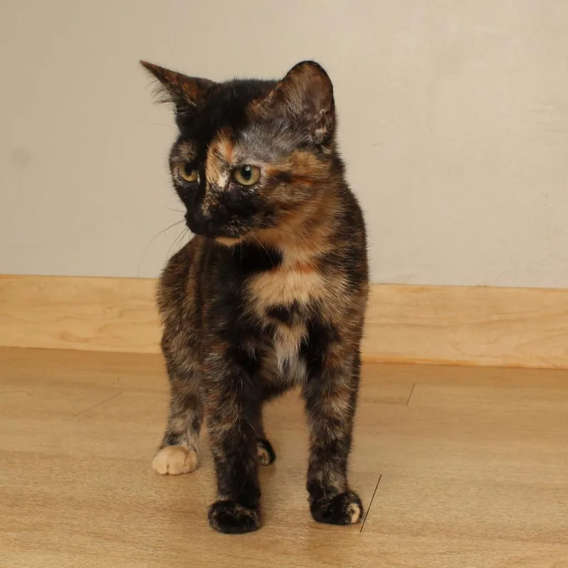 A baby small-sized female Calico Domestic Short Hair cat named Wood Duck C for adoption in Minnetonka, MN