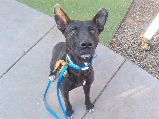 An adult large-sized male Labrador Retriever dog named Rocco for adoption in Phoenix, AZ