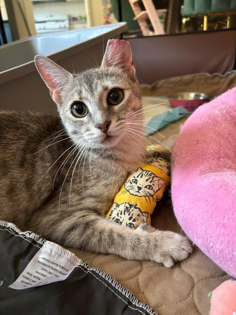 A young medium-sized female Domestic Short Hair cat named Rosie Posie for adoption in Fort Belvoir, VA