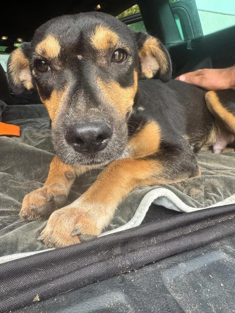 A baby medium-sized male Manchester Terrier dog named Negrito for adoption in San Diego, CA
