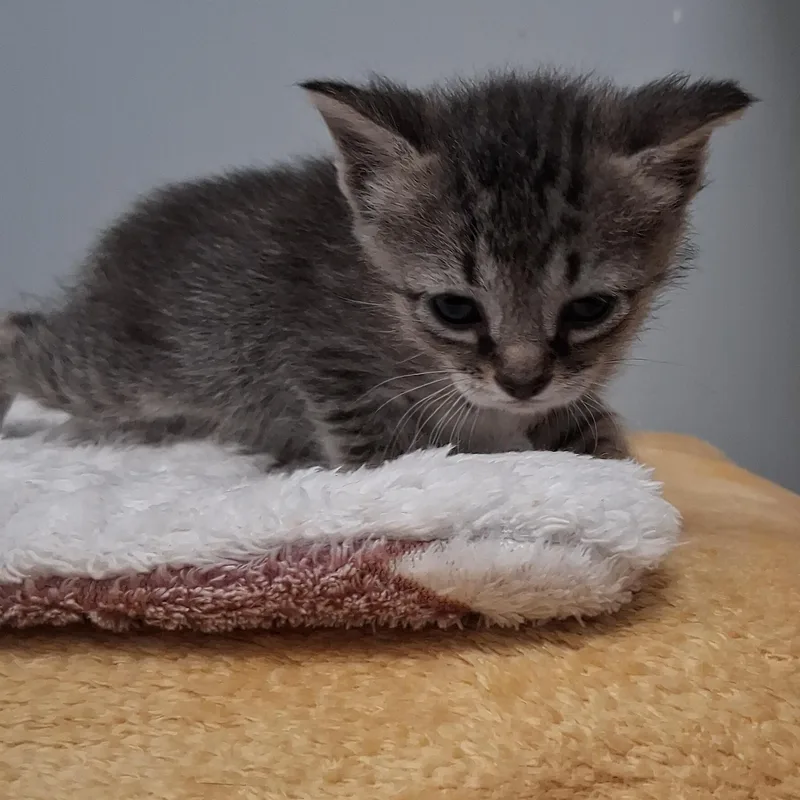 A baby medium-sized female Tabby (Gray / Blue / Silver) Domestic Short Hair cat named Eloise for adoption in Charleston, SC