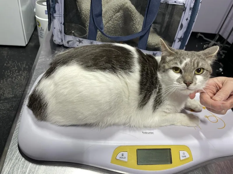 An adult medium-sized female Domestic Short Hair cat named Kamala for adoption in Ferndale, MI