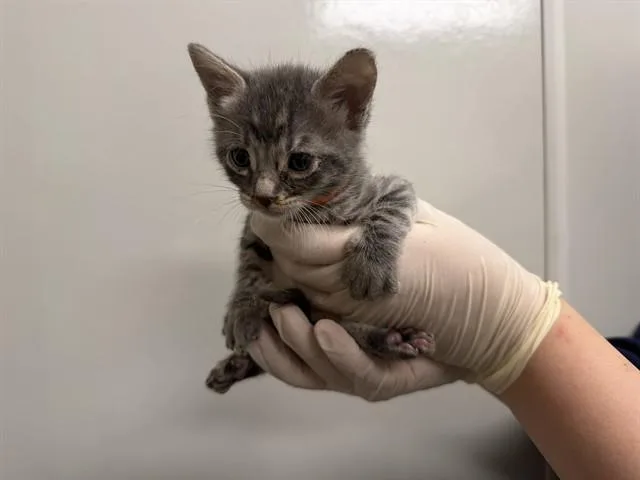 A baby small-sized male Domestic Short Hair cat named Ryan for adoption in Ontario, CA