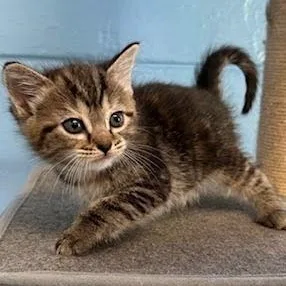 A baby small-sized female American Shorthair cat named Sunflower for adoption in Danbury, CT
