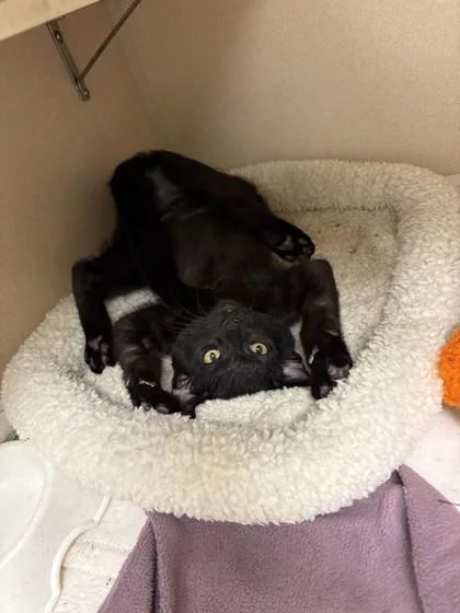 A young small-sized male Domestic Short Hair cat named Pierce for adoption in Quakertown, PA