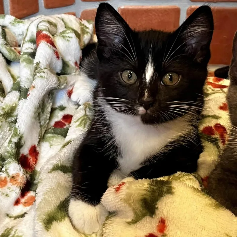 A baby small-sized female Black Domestic Short Hair cat named Minny for adoption in Brownsboro, AL