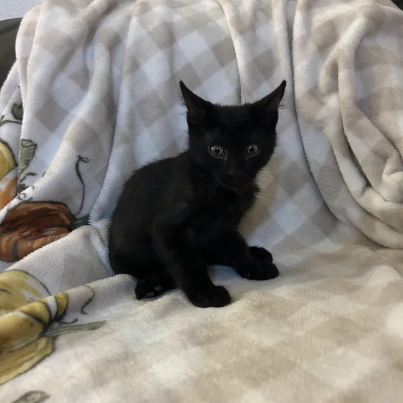 A baby medium-sized male Black Domestic Short Hair cat named Aang for adoption in Davis, CA