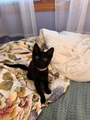 A baby medium-sized female Black Domestic Short Hair cat named Hilda for adoption in Mokena, IL