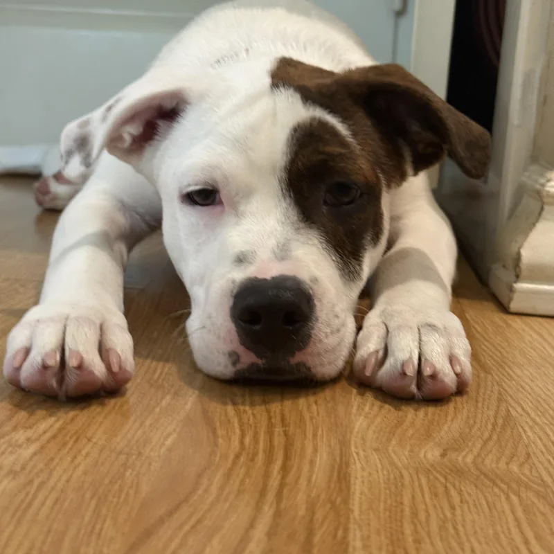 Rollo