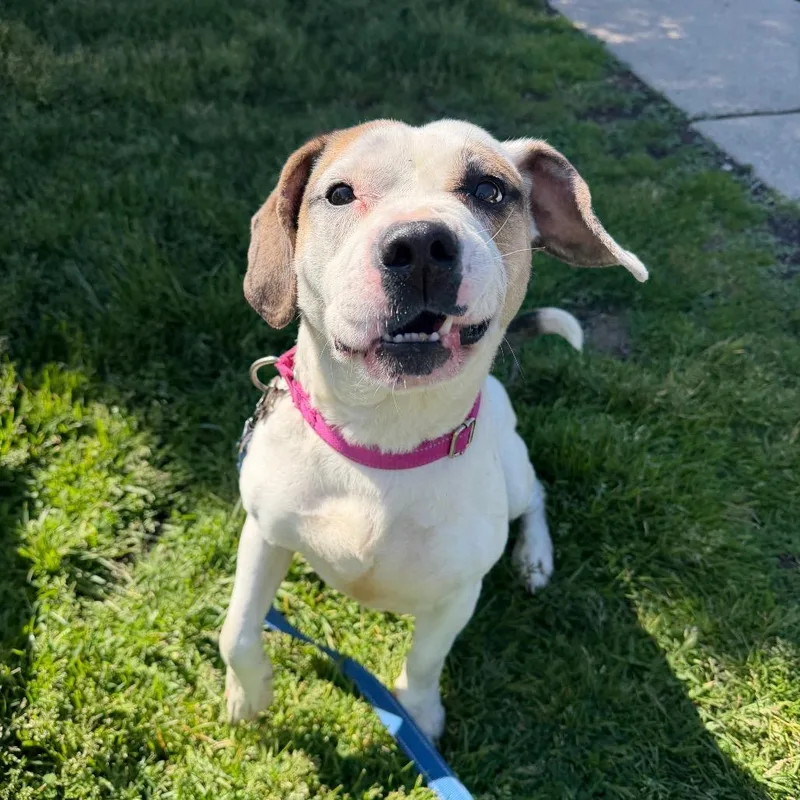 An adult medium-sized female White / Cream Hound dog named Petunia for adoption in Deerfield, IL