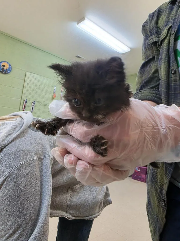 A baby medium-sized male Domestic Short Hair cat named Tyrian for adoption in Burnsville, NC