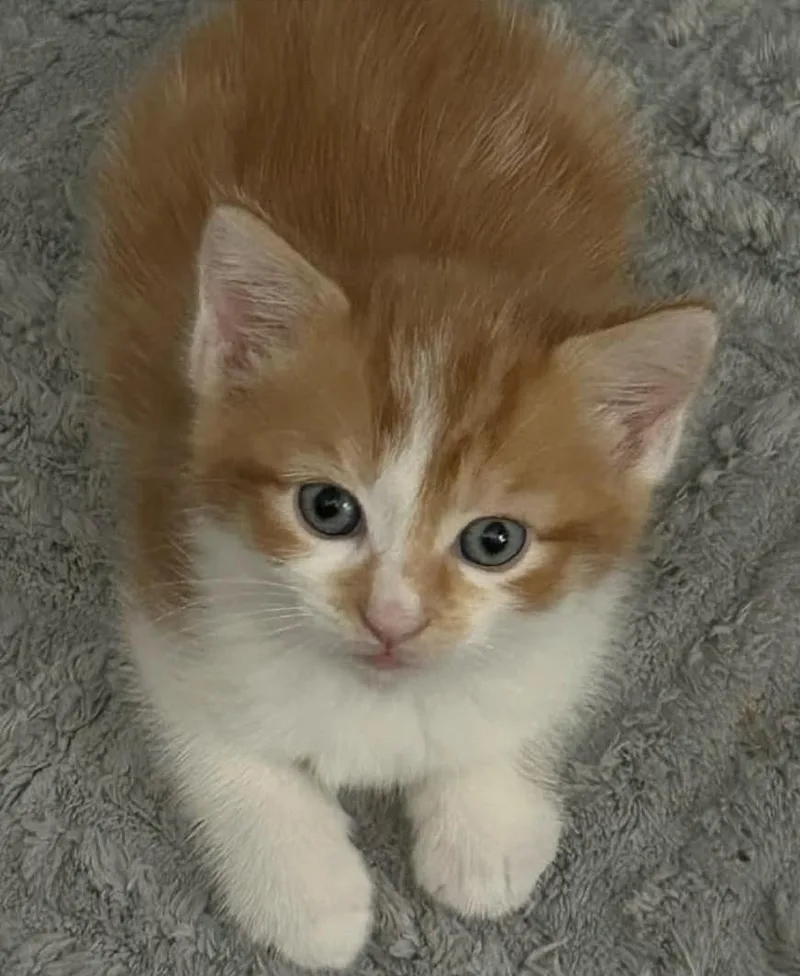 A baby small-sized male Orange & White Domestic Medium Hair cat named Professor for adoption in Beckley, WV