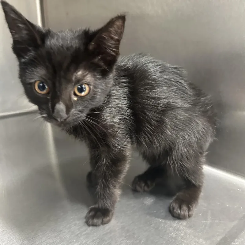 A baby small-sized female Black Domestic Short Hair cat named Sabrina for adoption in Newark, NJ