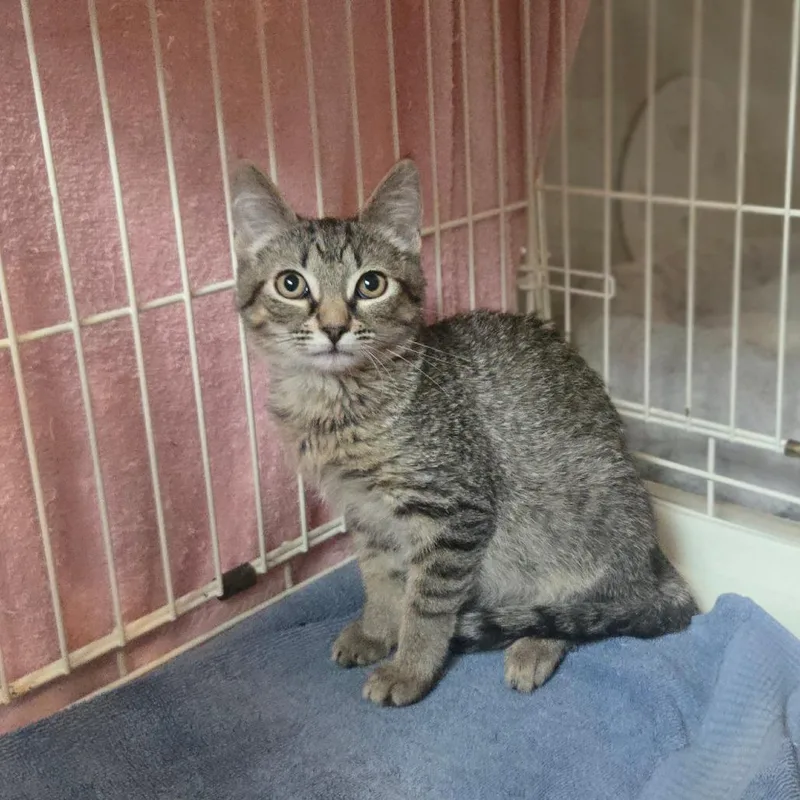 A baby small-sized female Brown / Chocolate Domestic Short Hair cat named Willow for adoption in Salisbury, MA