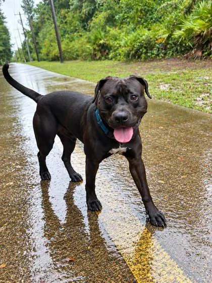 A young large-sized male Pit Bull Terrier dog named Buddy for adoption in Palm Coast, FL
