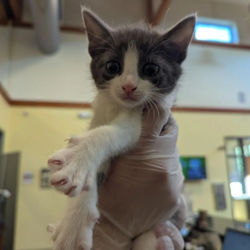 A baby small-sized female Gray / Blue / Silver Domestic Short Hair cat named Caroline for adoption in Lynchburg, VA