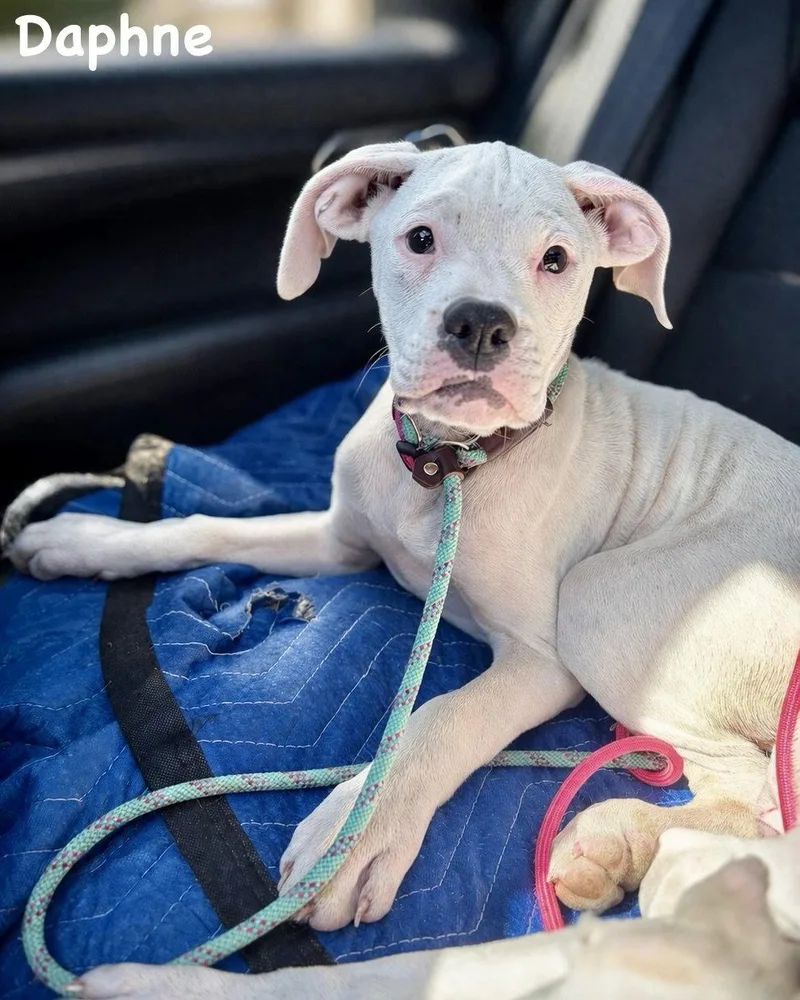 Litter  Daphne thumbnail 2