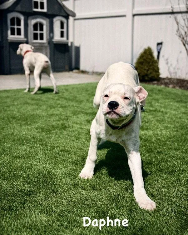 Litter  Daphne thumbnail 3