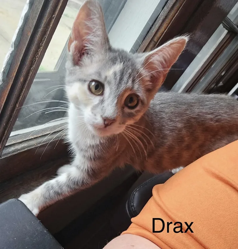 A baby medium-sized female Domestic Short Hair cat named Quill and Drax for adoption in Warren, OH